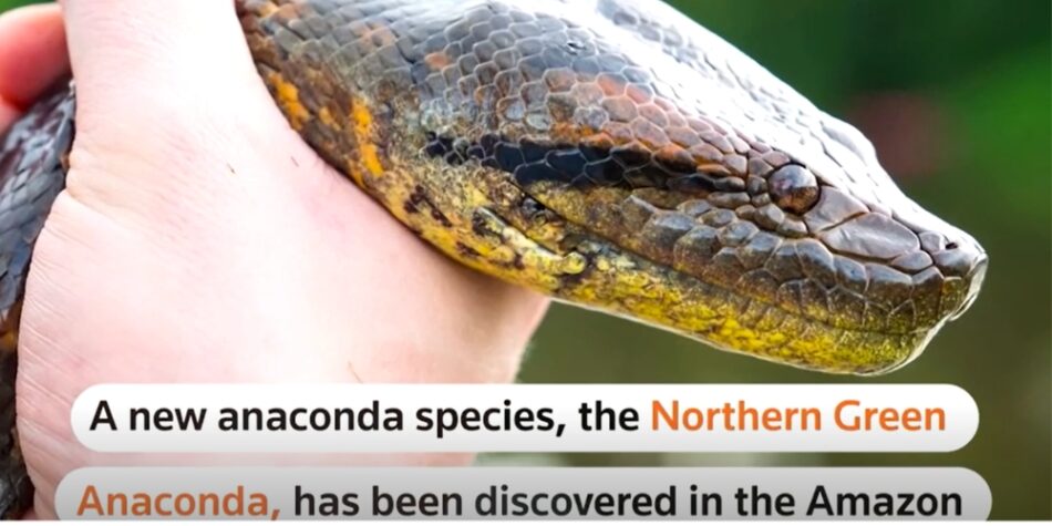New species of Amazon anaconda, world's largest snake, discovered