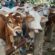 Animal Prices Drop in Karachi’s Cattle Market