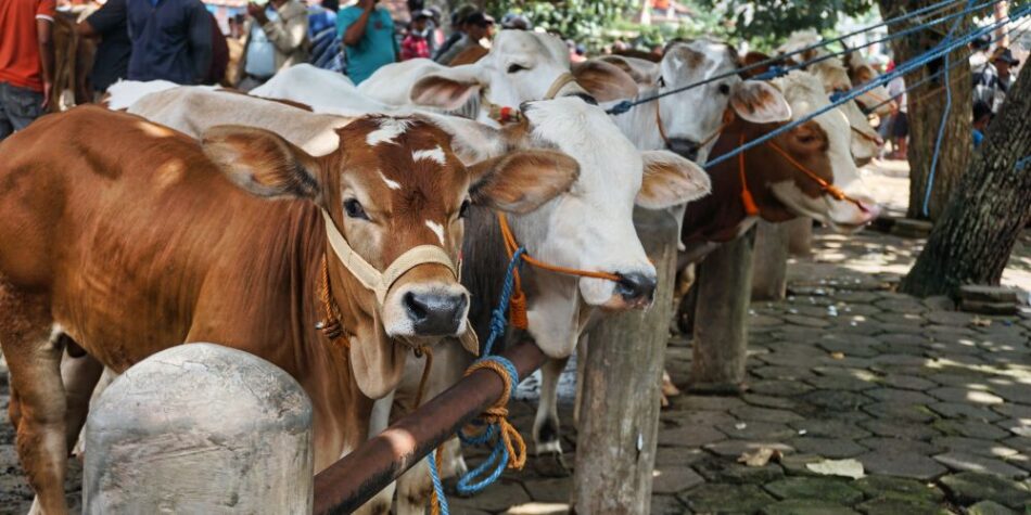 Animal Prices Drop in Karachi’s Cattle Market