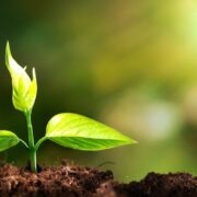 Punjab Undertakes Green Pakistan Initiative to Plant 3 Million Trees in a One-Day