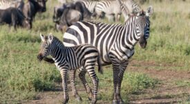 Baby boom at Safari Park