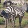 Baby boom at Safari Park