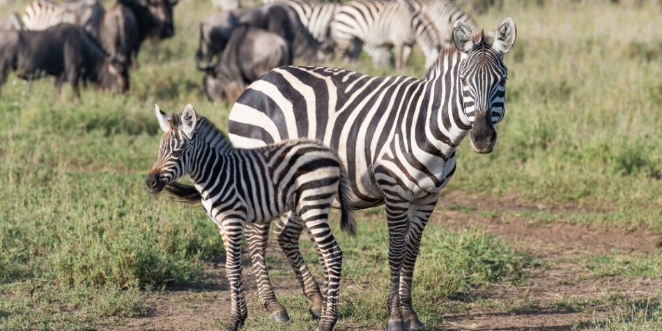 Baby boom at Safari Park